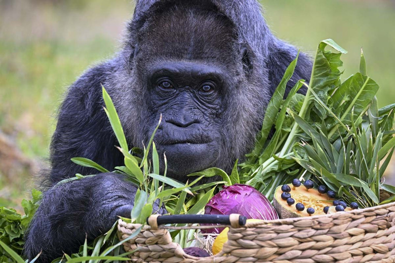Dünyanın en yaşlı gorili bakın kaç yaşında! Berlin'de yaşıyor - Resim: 8