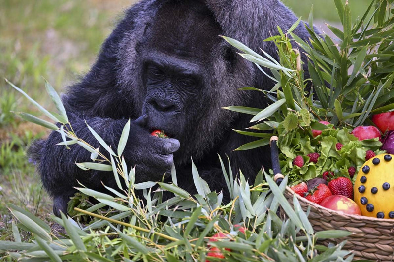 Dünyanın en yaşlı gorili bakın kaç yaşında! Berlin'de yaşıyor - Resim: 10