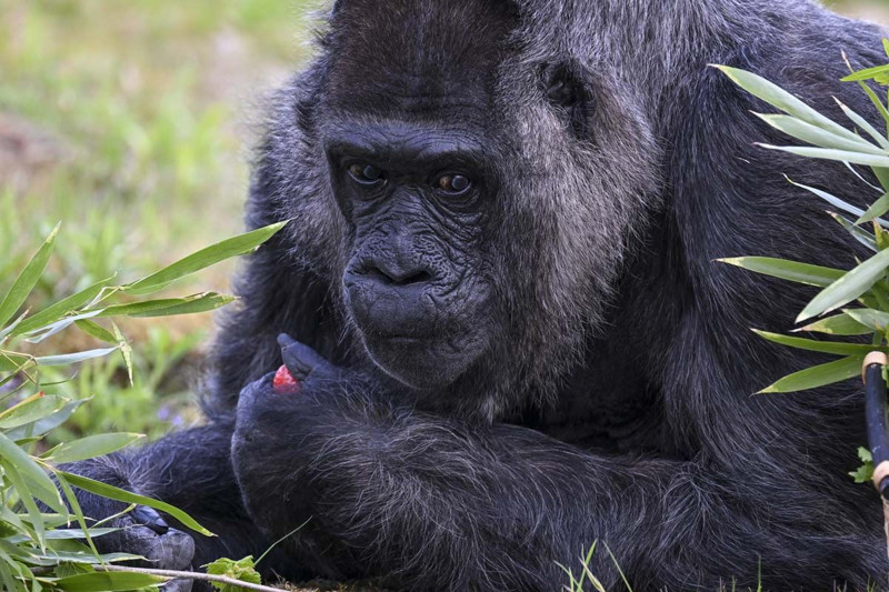 Dünyanın en yaşlı gorili bakın kaç yaşında! Berlin'de yaşıyor - Resim: 11