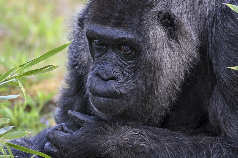 Dünyanın en yaşlı gorili bakın kaç yaşında! Berlin'de yaşıyor - Resim: 12