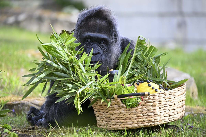 Dünyanın en yaşlı gorili bakın kaç yaşında! Berlin'de yaşıyor - Resim: 14