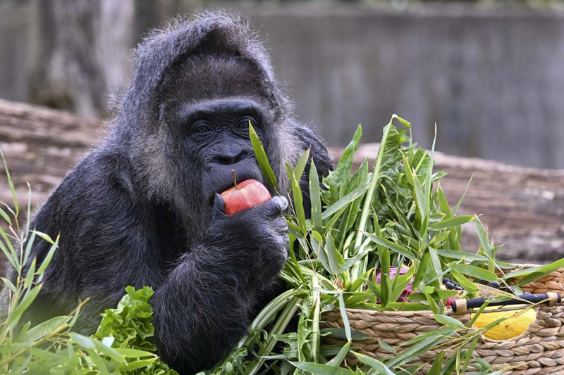 Dünyanın en yaşlı gorili bakın kaç yaşında! Berlin'de yaşıyor - Resim: 15