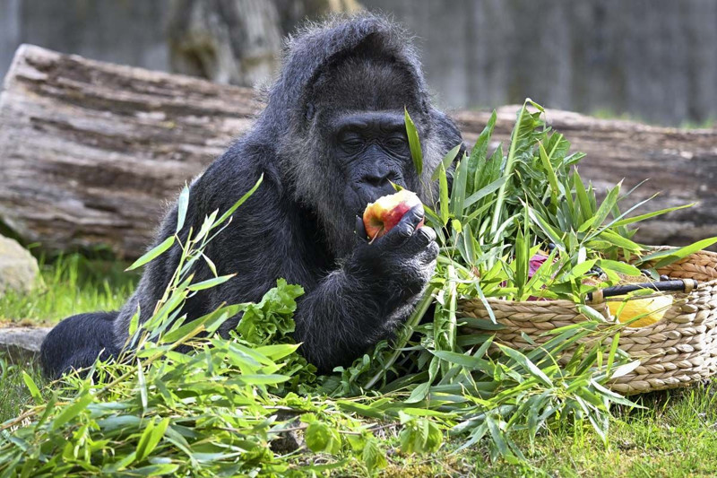 Dünyanın en yaşlı gorili bakın kaç yaşında! Berlin'de yaşıyor - Resim: 16