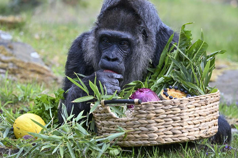 Dünyanın en yaşlı gorili bakın kaç yaşında! Berlin'de yaşıyor - Resim: 17