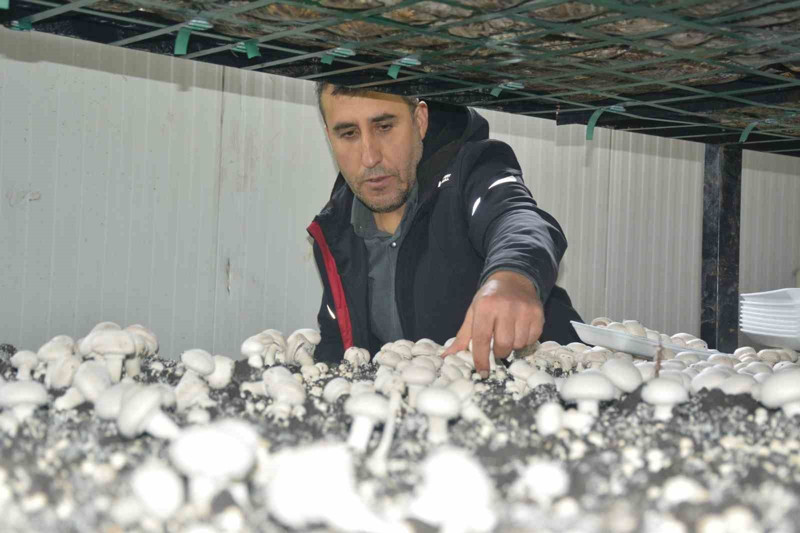 En çok kültür mantarı üretilen iller belli oldu! Bakın hangi illerde daha çok üretiliyor - Resim: 2