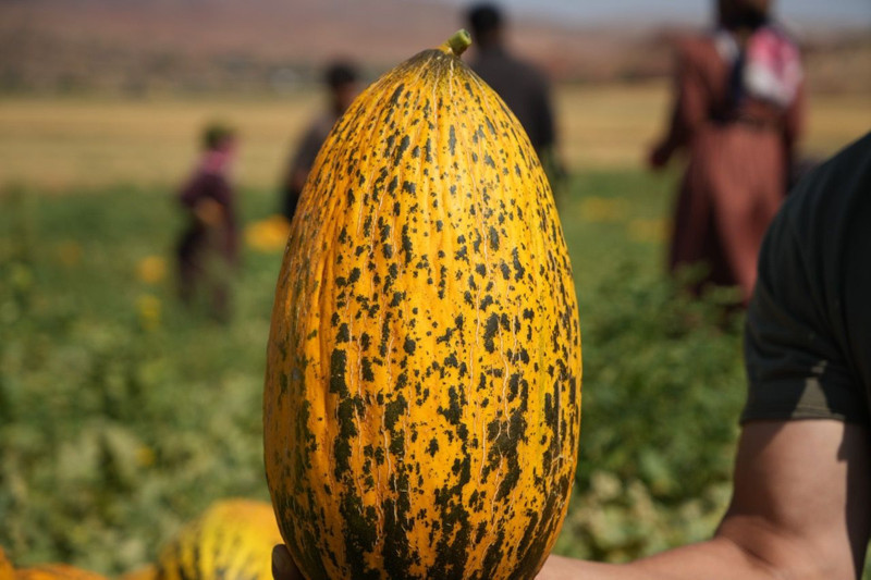 Kırıkkale'nin Delice ilçesinde yetişiyor! 100 ton ürün elde edildi - Resim: 3