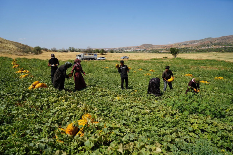 Kırıkkale'nin Delice ilçesinde yetişiyor! 100 ton ürün elde edildi - Resim: 6