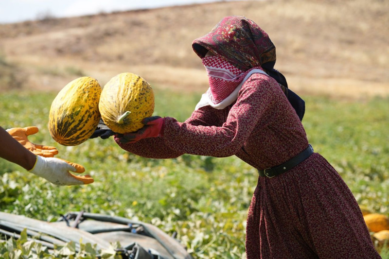 Kırıkkale'nin Delice ilçesinde yetişiyor! 100 ton ürün elde edildi - Resim: 1
