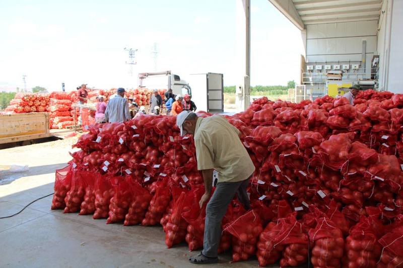 Amasya'da üretilip Avrupa'ya gönderiliyor! Kilosu 5 lira - Resim: 4