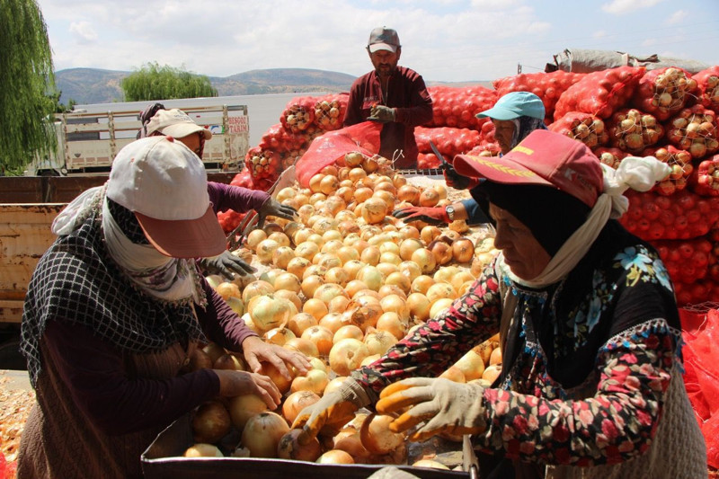 Amasya'da üretilip Avrupa'ya gönderiliyor! Kilosu 5 lira - Resim: 6