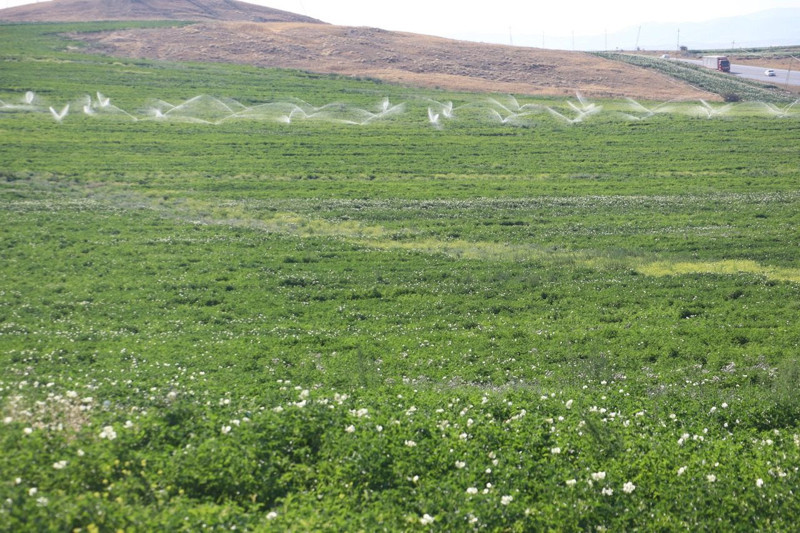 Türkiye’nin en iyi patatesi! Hasat için gün sayıyor - Resim: 8