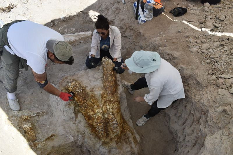 Kayseri'nin Kocasinan ilçesinde bulundu! Tam 7.7 milyon yıllık - Resim: 4