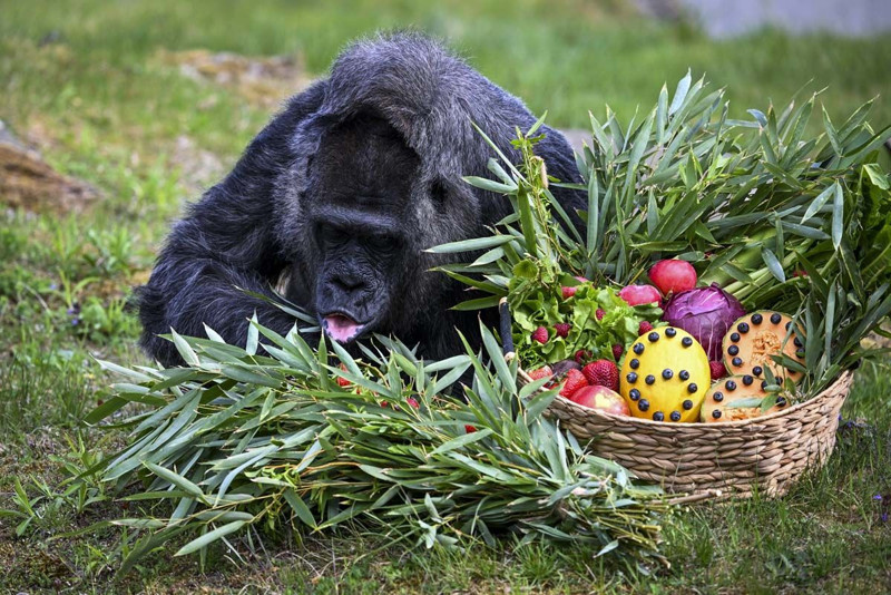 Dünyanın en yaşlı gorili bakın kaç yaşında! Berlin'de yaşıyor - Resim: 9