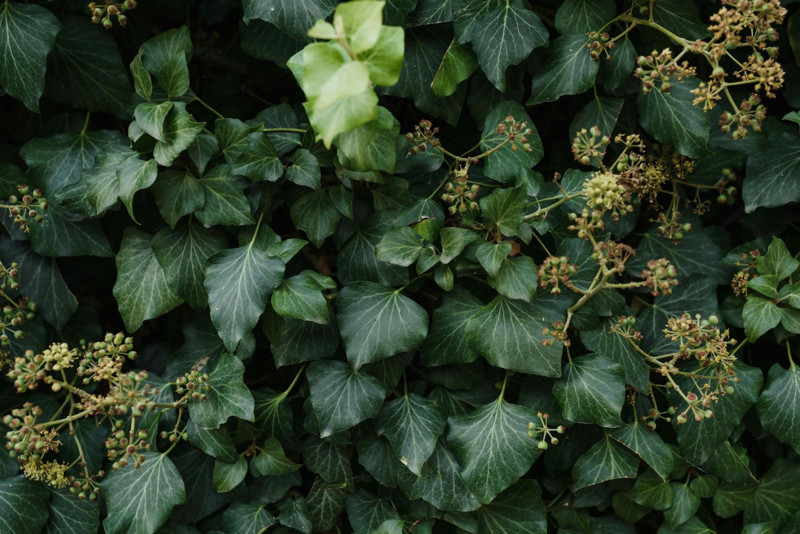 Bu bitki evdeyse hemen atın! Güzelliğiyle kandırıyor ama evin enerjisini bozuyormuş! - Resim: 3