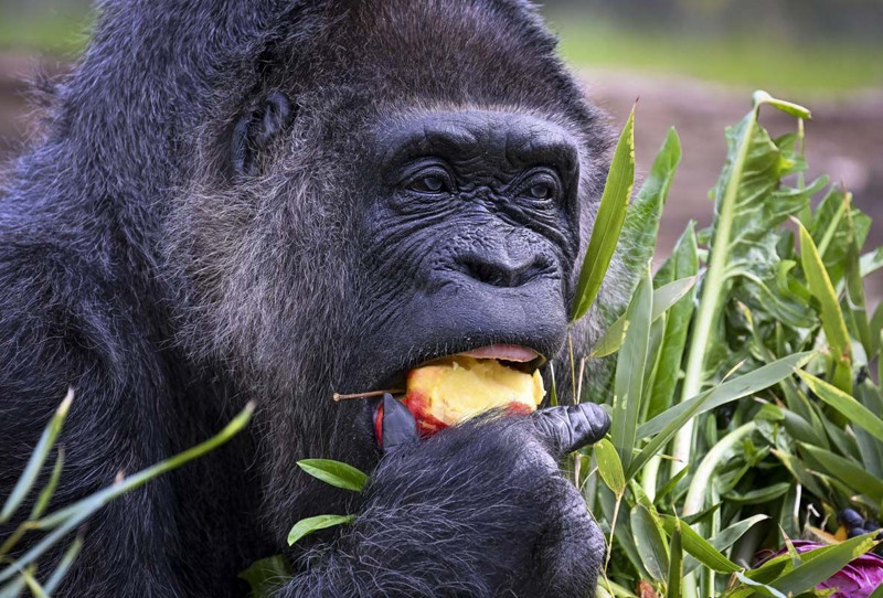 Dünyanın en yaşlı gorili bakın kaç yaşında! Berlin'de yaşıyor - Resim: 3