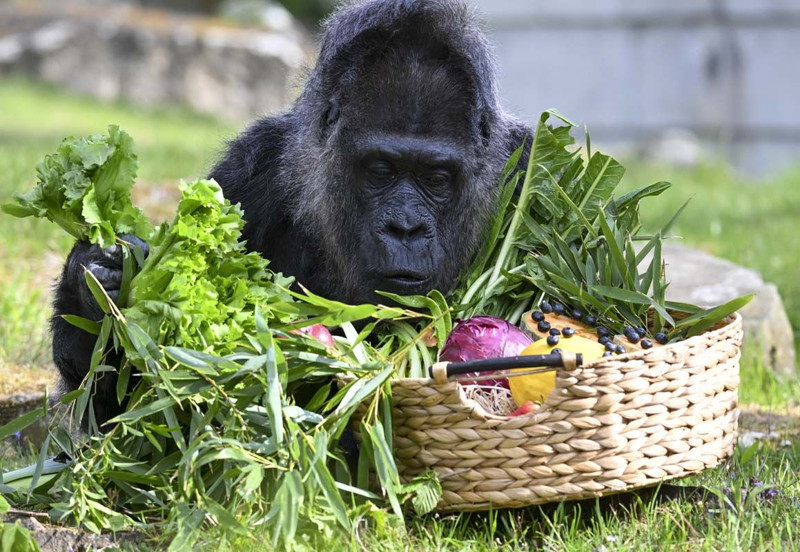 Dünyanın en yaşlı gorili bakın kaç yaşında! Berlin'de yaşıyor - Resim: 6