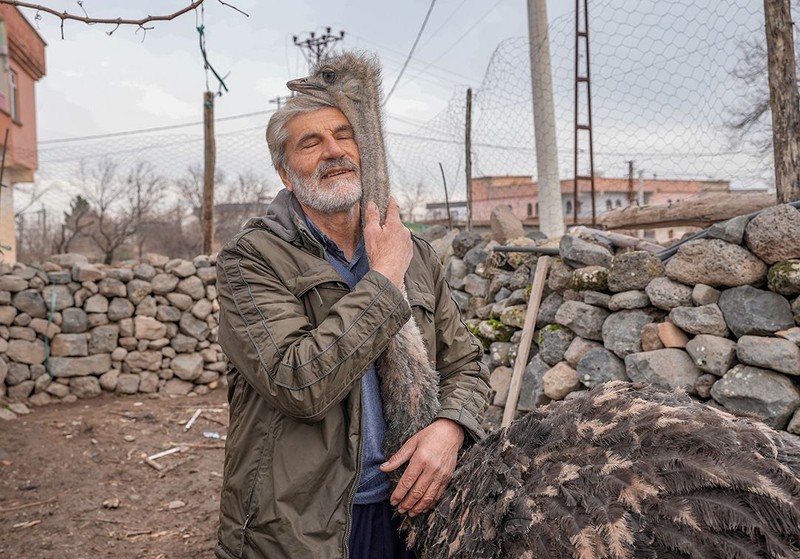 Kalpleri ısıtan dostluk… Tel örgüleri yırtıp kaçtı, onu büyüten adama geri döndü! Diyarbakır’ın Sur ilçesinden Yenişehir’e…. - Resim: 3
