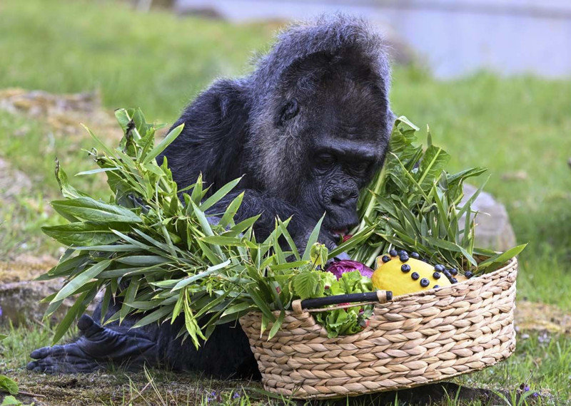 Dünyanın en yaşlı gorili bakın kaç yaşında! Berlin'de yaşıyor - Resim: 13