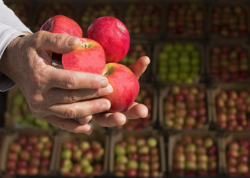 Türkiye'nin meyvesi en meşhur 5 ili açıklandı - Resim: 1