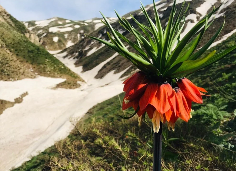 Bu çiçeği koparmanın cezası 244 bin TL! - Resim: 8