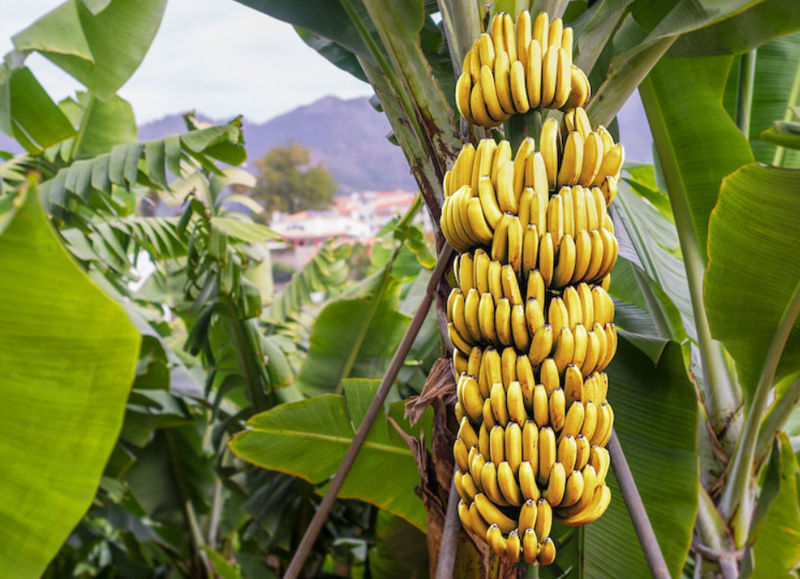 Yok olmanın eşiğindeler! İşte en nadir 10 yiyecek... - Resim: 6