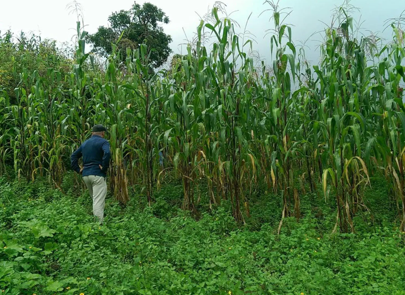 Yok olmanın eşiğindeler! İşte en nadir 10 yiyecek... - Resim: 2