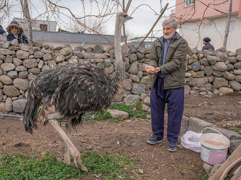 Kalpleri ısıtan dostluk… Tel örgüleri yırtıp kaçtı, onu büyüten adama geri döndü! Diyarbakır’ın Sur ilçesinden Yenişehir’e…. - Resim: 7