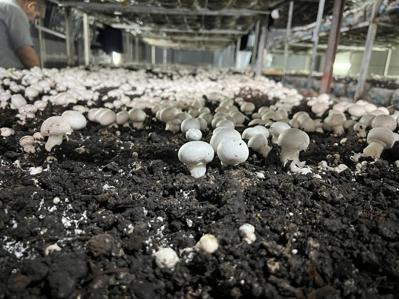 En çok kültür mantarı üretilen iller belli oldu! Bakın hangi illerde daha çok üretiliyor - Resim: 9